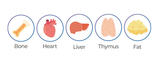 For Bone, Heart, Liver, Thymus, Fat